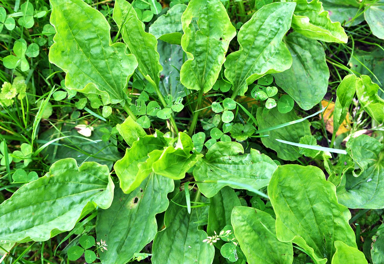 Broadleaf Plantain